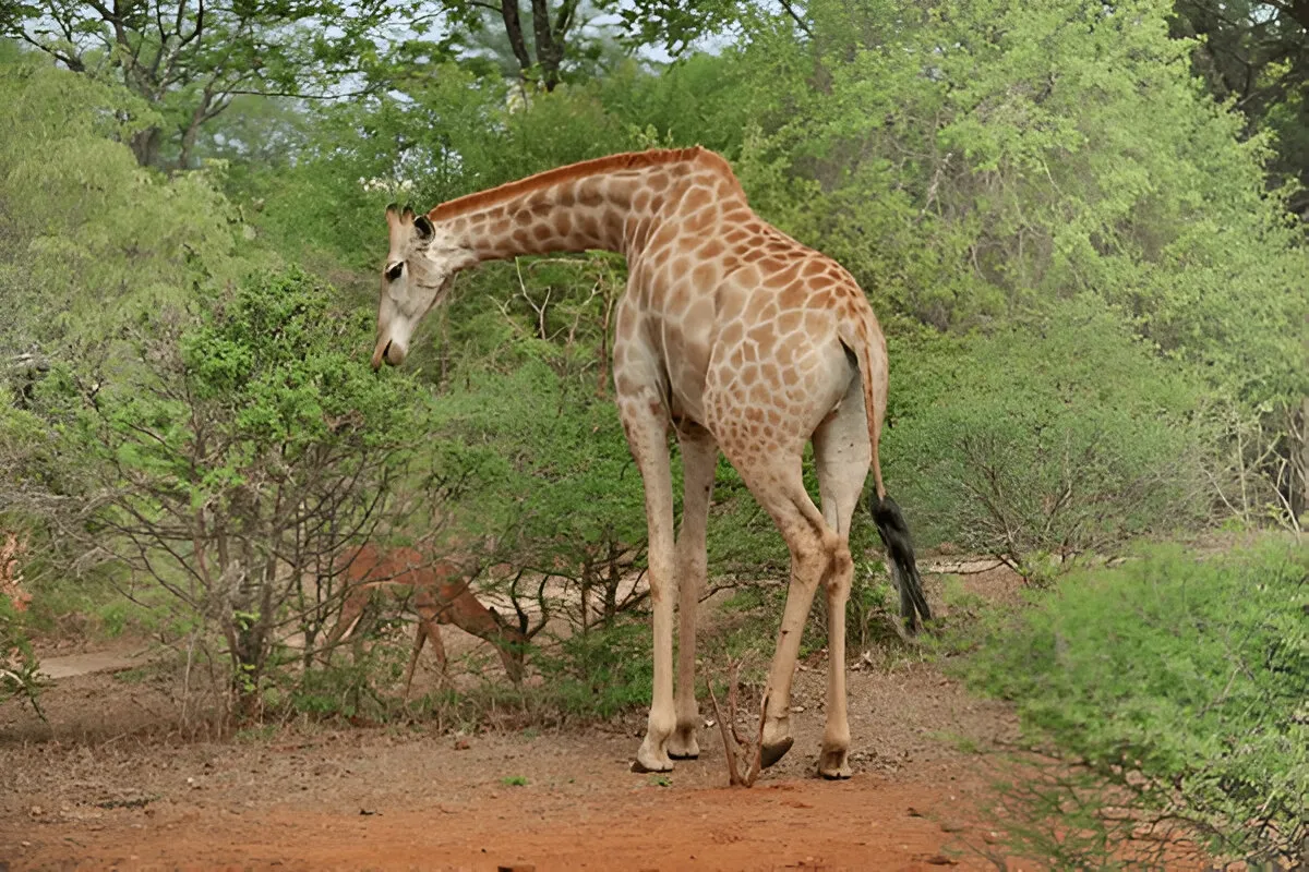 Giraffe In Akagera National Park